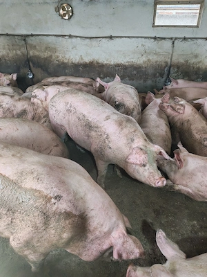 vind porci de carne - imagine 5