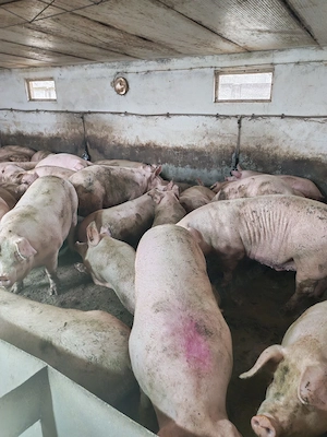 vind porci de carne