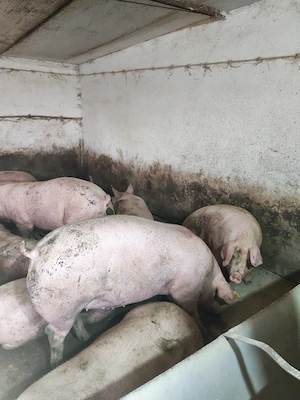 vind porci de carne - imagine 2
