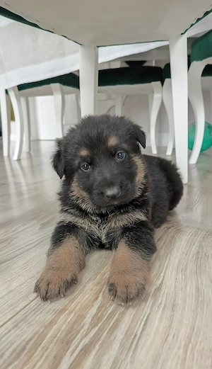 Pui ciobanesc german cu pedigree