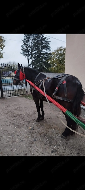 vând cal castrat 