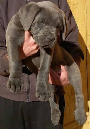 Mascul Cane Corso  - imagine 3