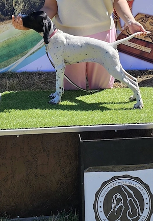 Catei de vanatoare Pointer Englez - imagine 3