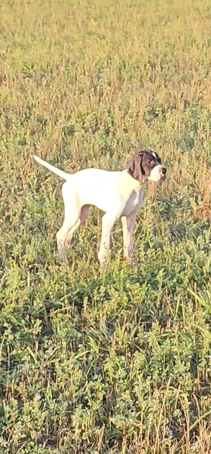 Catei de vanatoare Pointer Englez - imagine 2