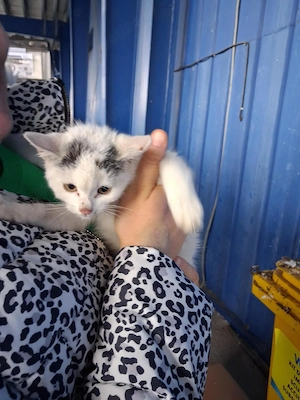 Pisicuta spre adoptie  - imagine 2