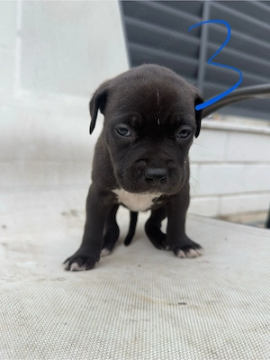 4 Femei Amstaff - imagine 2