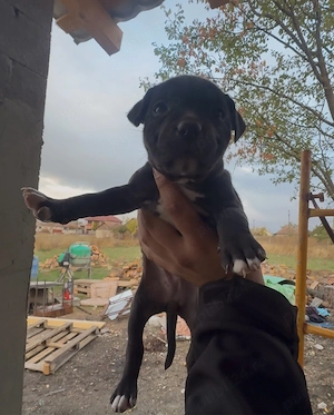 4 Femei Amstaff - imagine 5