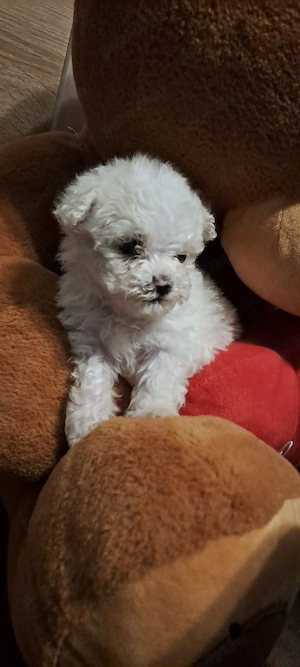 Catelusa Bichon Frise  - imagine 2