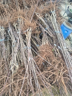 Pomi fructiferi categoria 1