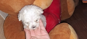 Catelusa Bichon Frise  - imagine 3