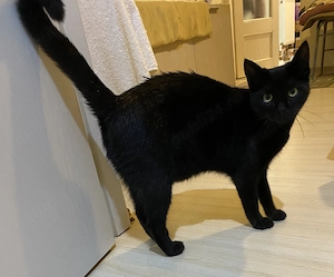 pisica sterilizata pentru adoptie