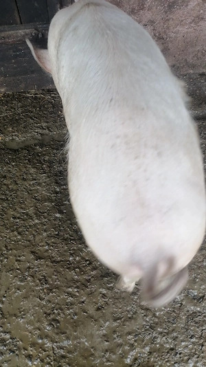 Porc mare alb 140 kg - imagine 3