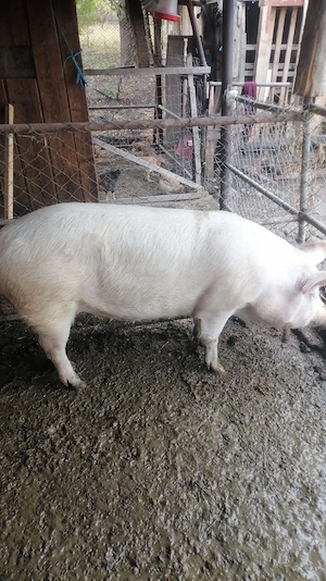 Porc mare alb 140 kg - imagine 2