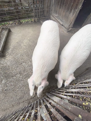 vand porci