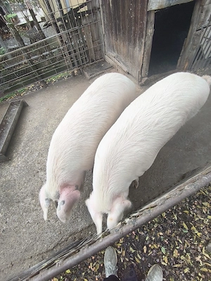vand porci - imagine 2