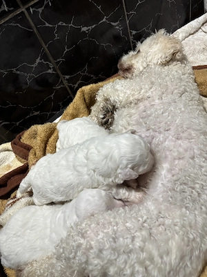 Bichon Frise vânzare  - imagine 5
