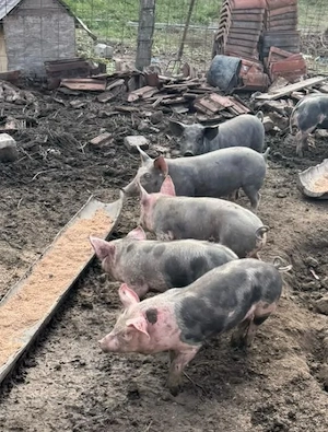purcei de 10 săptămâni 