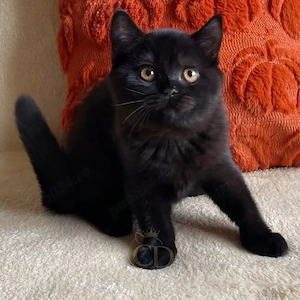 British shorthair