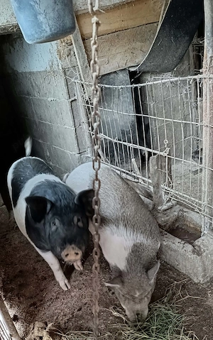 Vand un porc