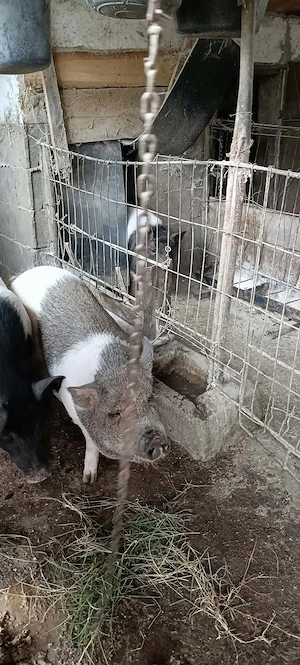 Vand un porc - imagine 3