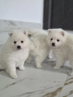 Vând cățelușă Pomeranian cu pedigree LOF - imagine 4