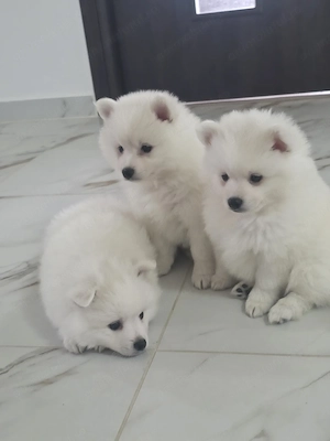 Vând cățelușă Pomeranian cu pedigree LOF - imagine 2