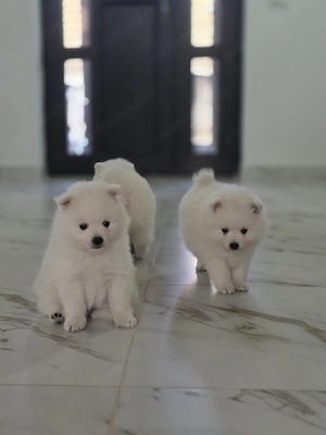 Vând cățelușă Pomeranian cu pedigree LOF - imagine 3