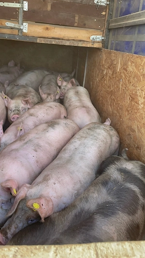 de vanzare 150 180 de kg pret 11 lei kg  - imagine 4
