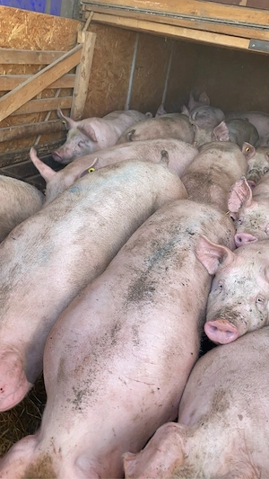 de vanzare 150 180 de kg pret 11 lei kg  - imagine 5