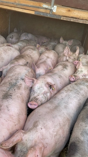 de vanzare 150 180 de kg pret 11 lei kg  - imagine 2