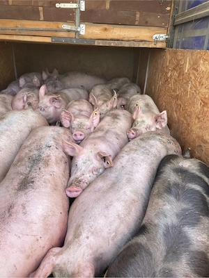 de vanzare 150 180 de kg pret 11 lei kg 