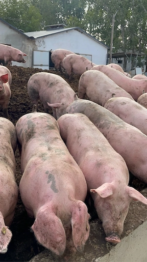 porci grasi de vanzare 100 130 de kg pret 11 lei kg  - imagine 3