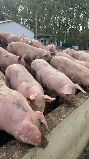 porci grasi de vanzare 100 130 de kg pret 11 lei kg  - imagine 5