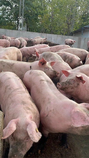 porci grasi de vanzare 100 130 de kg pret 11 lei kg  - imagine 4