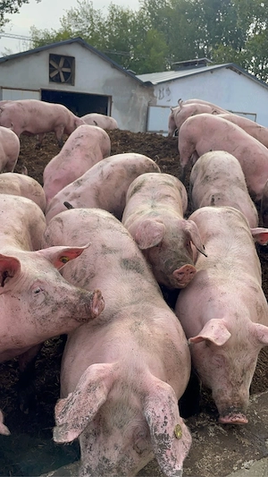 porci grasi de vanzare 100 130 de kg pret 11 lei kg  - imagine 2