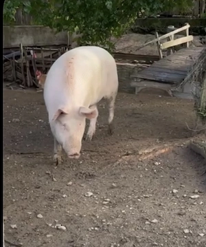Porci de carne vand - imagine 2