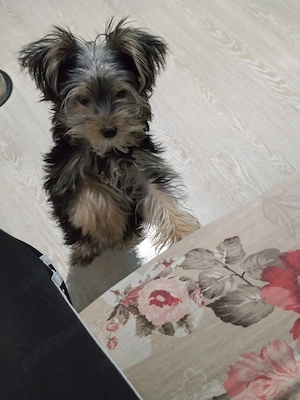 vând cățel Yorkshire terrier