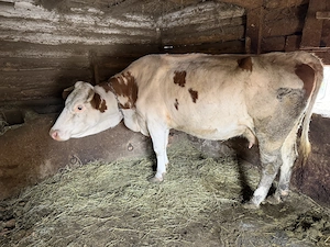 Vând urgent vacă montată de o lună 