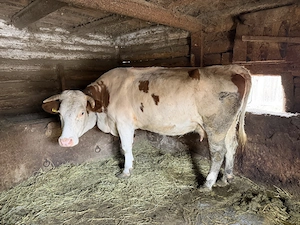 Vând urgent vacă montată de o lună  - imagine 2
