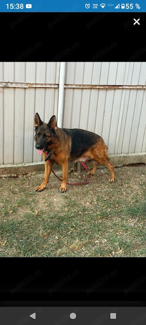 de vânzare sau schimb femela de Ciobanesc german  cu pedigree in vârstă de trei ani  - imagine 2