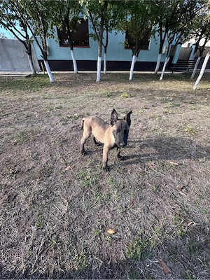 ciobanesc Belgian(Malinois)