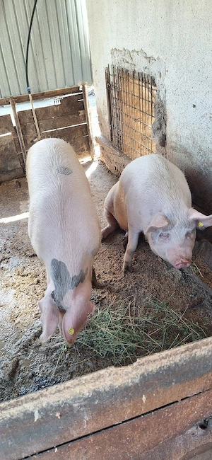 porci grasi intre 140 si 180 de kg.. - imagine 5