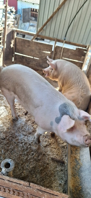 porci grasi intre 140 si 180 de kg.. - imagine 3