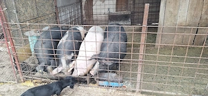porci grasi intre 140 si 180 de kg.. - imagine 2