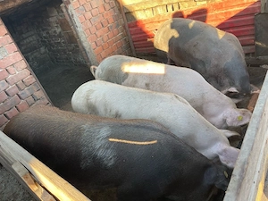 porci de vanzare 