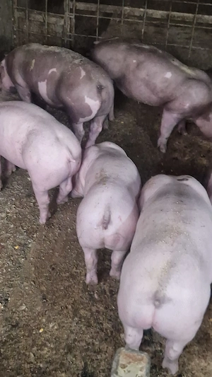 Vand porci - imagine 5