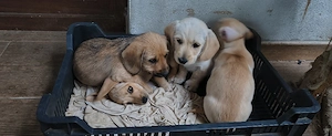 Metis teckel talie mica pentru adoptie