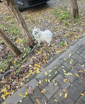 Pomeranian femelă