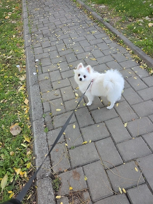 Pomeranian femelă - imagine 2
