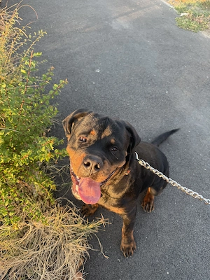 Vând rottweiler mascul  - imagine 2